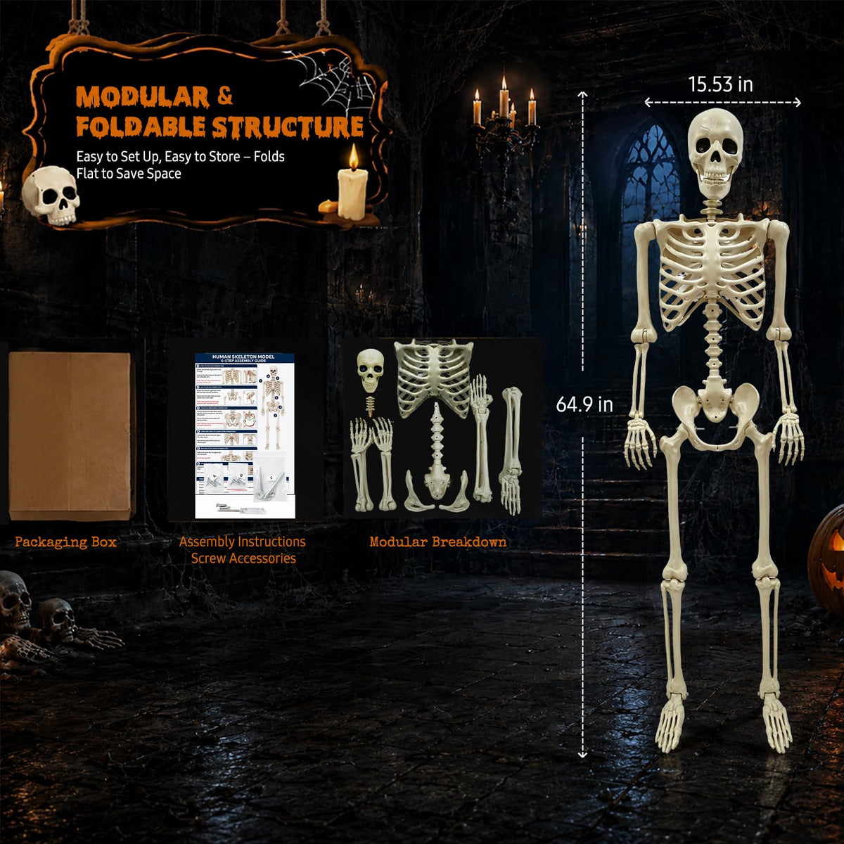 Life Size Skeleton J942